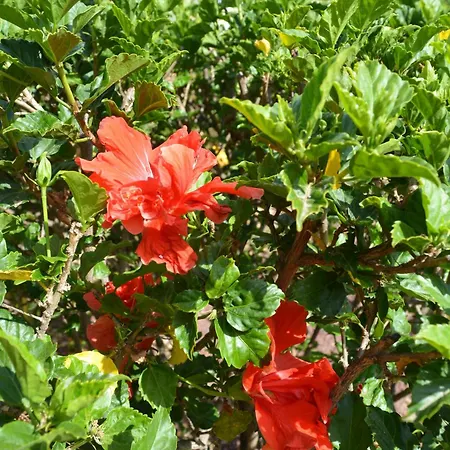 The Teides Window Swimming Pool La Ventana Del Teide Cho