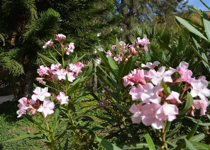 The Teides Window Swimming Pool La Ventana Del Teide