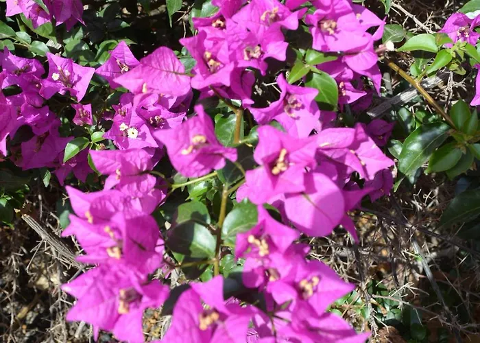 The Teides Window Swimming Pool La Ventana Del Teide Cho