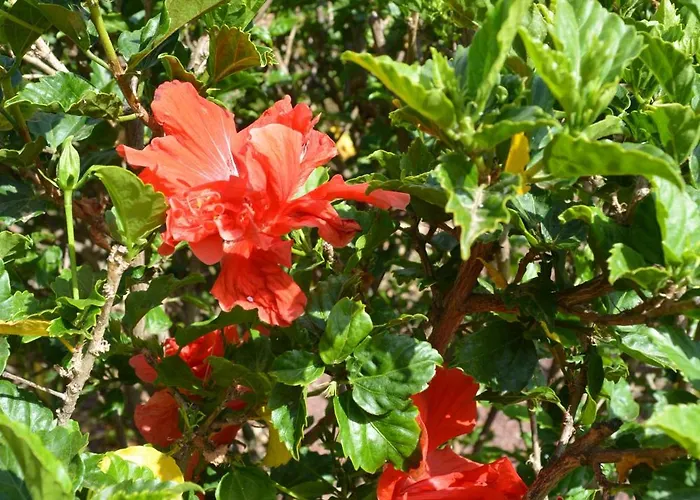 The Teides Window Swimming Pool La Ventana Del Teide Cho